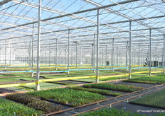 Via de kas waar de jonge planten worden gekweekt, kwamen we aan bij de FlowerTrials presentatielocatie van Vitroflora.